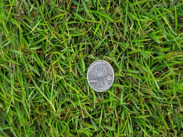 Loại cỏ Zoysia