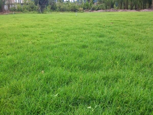 Loại cỏ Paspalum