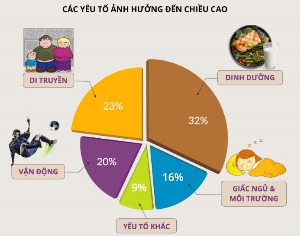 Những yếu tố ảnh hưởng đến chiều cao