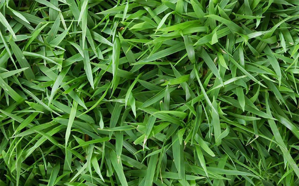 Cỏ Zoysia