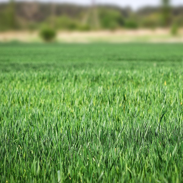 Cỏ Perennial Ryegrass