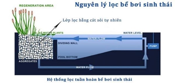 Cấu tạo và nguyên lý hoạt động của hồ bơi sinh thái