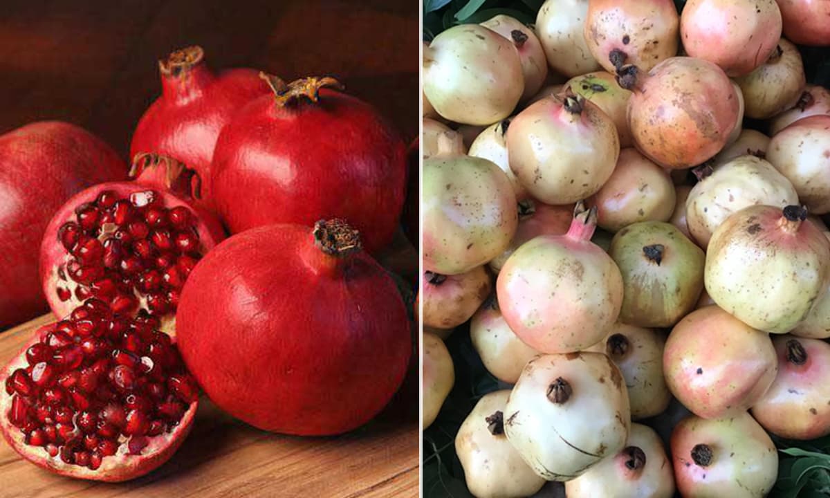 So sánh calo và dinh dưỡng giữa lựu đỏ và lựu trắng
